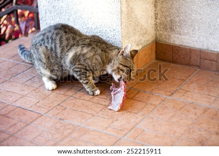 cat eating piece of meat