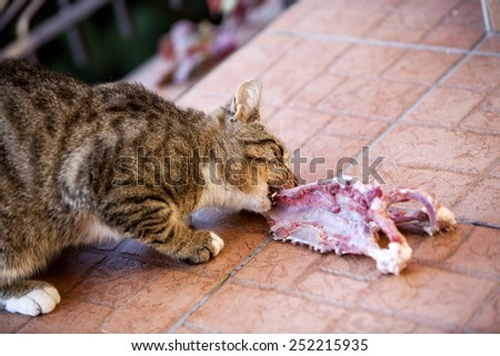 cat eating piece of meat