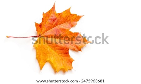 Similar – Image, Stock Photo Autumn leaves lie on a path. Fuzzy tree bush, house and passer-by in the background. Residential area