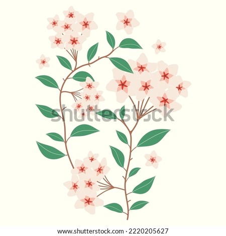 Hoya carnosa flower vector illustration