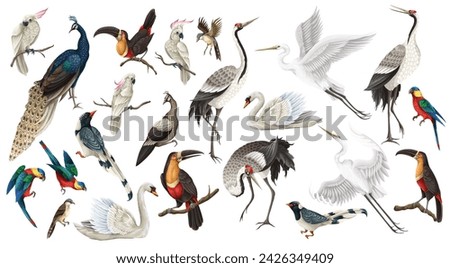 Biggest birds set in realistic style, high quality detail. Vector