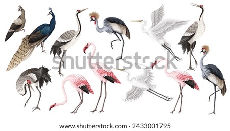 Biggest birds set in realistic style, high quality detail. Vector.