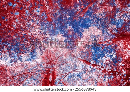 Similar – Image, Stock Photo Tree crown from frog perspective