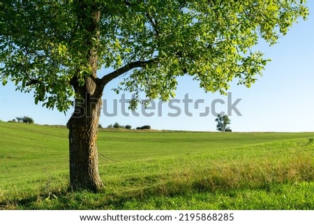 Foto Bild Sonnenaufgang, Wiese, Baum und Bach