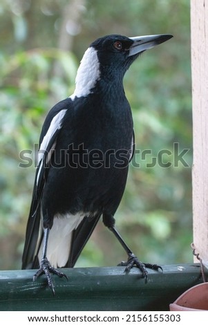 Australian Magpie Bird Sitting on the Railing of a Balcony Foto stock © 