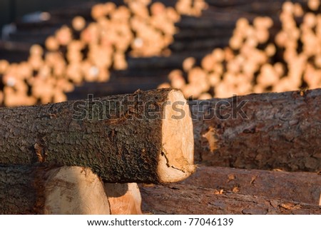 Logs and timber piled at an saw mill