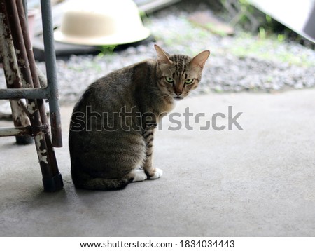 Similar – Image, Stock Photo Angry newborn tabby black and grey cat discovering new beauties in the garden in the taller grass and demanding attention. Roar. Sunset with a kitten. Vintage style