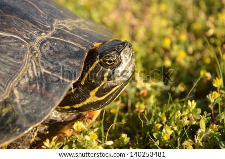 A Turtle Poking Its Head Out For A Look. Stock Photo 140253481 ...