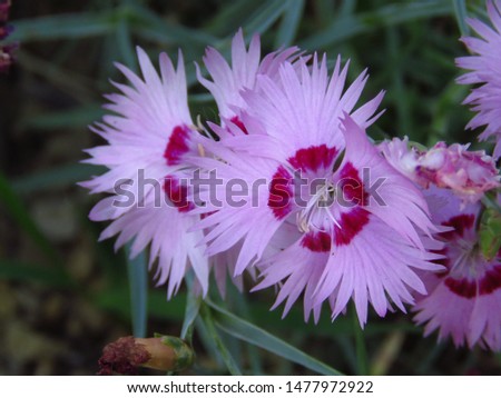 Dianthus Caryophyllus Nana Flower Life - Best Flower Wallpaper