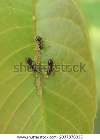 black garden ants and green apple aphids Zdjęcia stock © 
