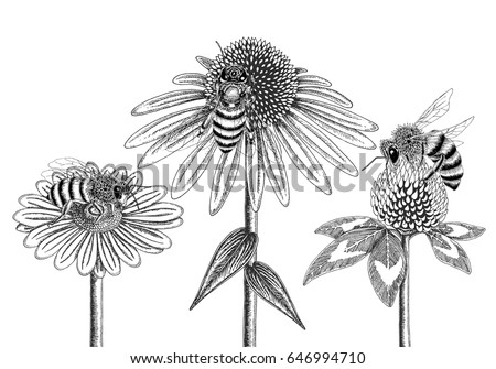 Bees on honey flowers sketched in black and white vector illustration. Chamomile, coneflower and clover blossoms with three different bees.