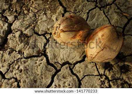 dry coconut on the dry ground(time passing everything have changed.)