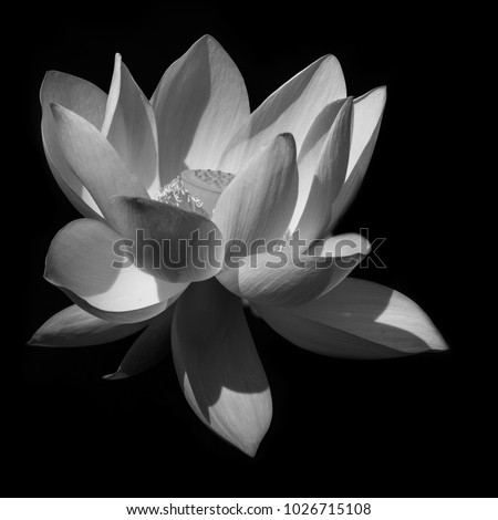 Proud lotus flower in full bloom in the early morning light at the Botanical Gardens, Durban, South frica Foto stock © 