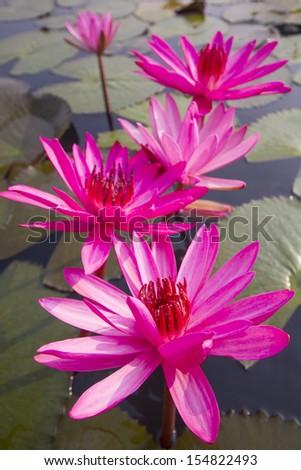 Five Red Lotus Flower In The Water. Stock Photo 154822493 : Shutterstock