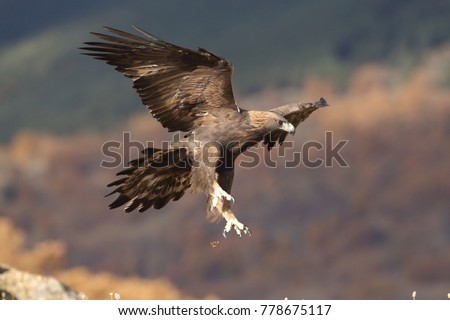 Hunting Eagle Golden Eagle Spanish Imperial Eagle Images