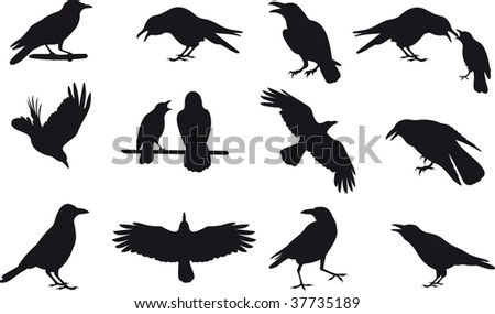 Crow Vector - 37735189 : Shutterstock