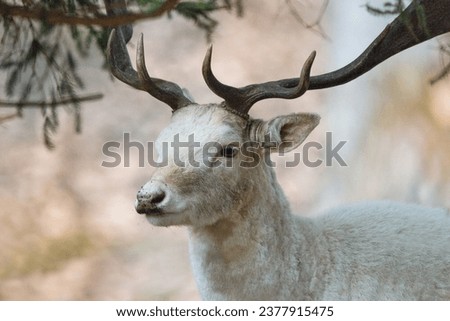 Image, Stock Photo Albino Deer Forest Nature