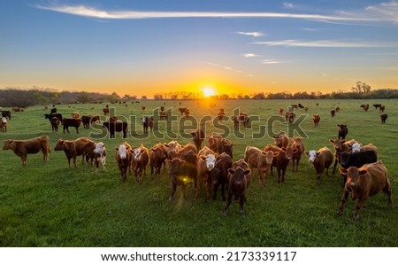 Similar – Image, Stock Photo Herd of cattle with calves on a road