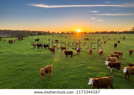 Aerial view of cows loose in the field during the summer at sunset. Photo stock © 