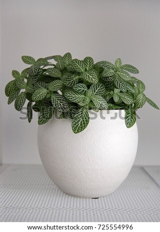 Foto Bild Fittonia Zimmerpflanze mit Copy Space