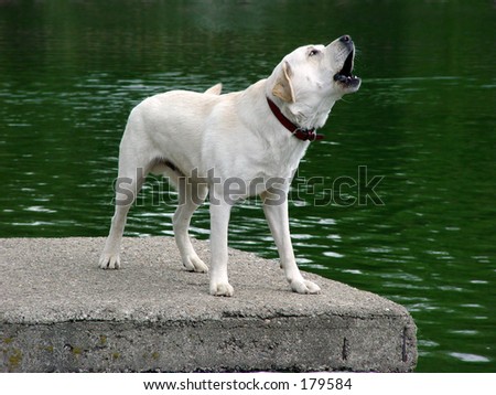 dog barking by a lake
