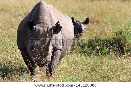 Mother & Baby Rhino on the plains of Africa