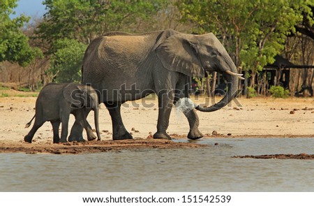 Elephants Walking in camp in Hwange National Park