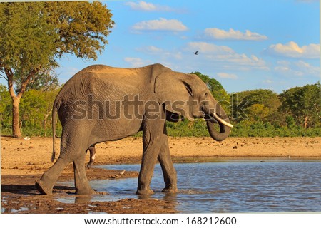 Elephant Drinking at Makololo camp water hole