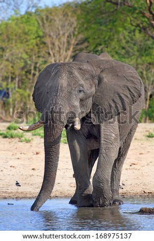 Elephant drinking in the camp waterhole in Zimbabwe