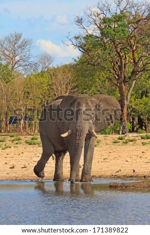 Elephant drinking from camp waterhole