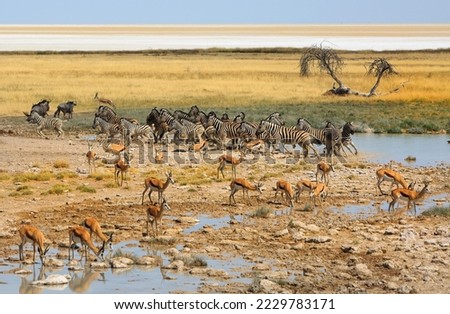 Similar – Image, Stock Photo Etosha National Park Namibia Safari Savanna Desert Acacia Tree Clouds Steppe Africa Background Distance