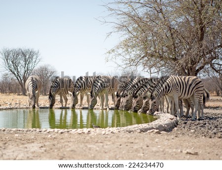 Herd of Zebra drinking from camp waterhole