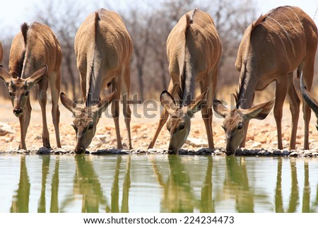 4 Female Kudu drinking from camp waterhole