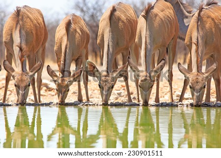 Five female Kudu drinking from Camp waterhole in Ongava Private Reserve
