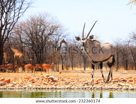 Isolated Gemsbok Oryx in camp in Ungava private reserve