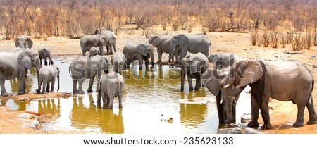 Large herd of Elephants at Halali Camp waterhole