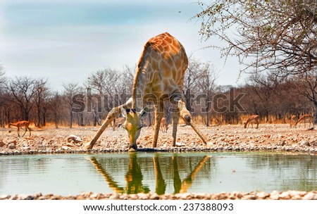 Isolated Giraffe drinking from camp waterhole in Ongava reserve