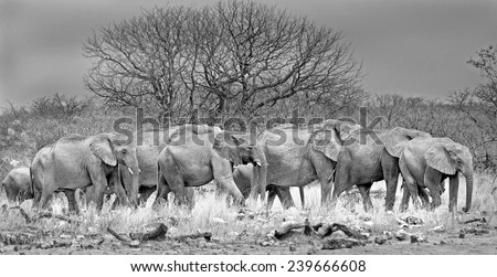 large herd of elephants in black & white walking through the african bush