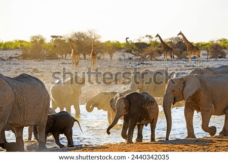 Similar – Image, Stock Photo Etosha National Park Namibia Safari Savanna Desert Acacia Tree Clouds Steppe Africa Background Distance