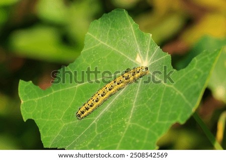 Image, Stock Photo A hungry cabbage white butterfly has buried its little head deep in the blossoms of the summer lily