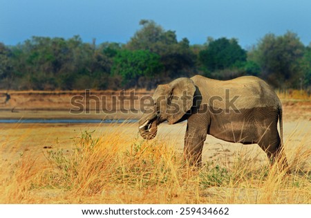 Isolated elephant feeing in the Luangwa national park, with the banks of the river in the background
