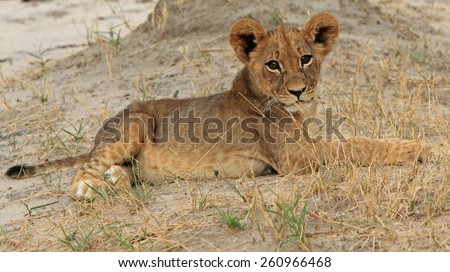 Isolated Lion cub lying on the dry plains in Hwange National Park