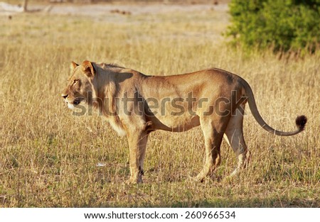 Isolated young male lion standing on the plains in Hwange National Park