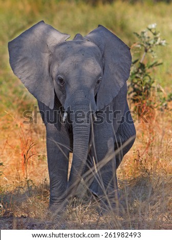 Young Elephant standing in the dried sunlit grass in South Luangwa National Park