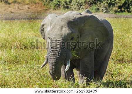 Isolated Elephant feeding from a cabbage filled Lagoon in South Luangwa