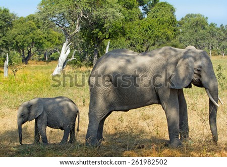 Mother and Calf standing back to back on the plains in South Luangwa National Park