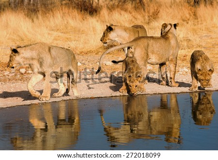 Pride of Lions next to  a waterhole in Ongava National Park - Etosha