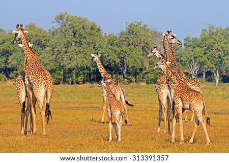 A journey of Giraffes walking across the African plains with natural blue sky and green trees in background