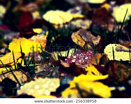 Autumn leaves with false colors. Effects applied in post processing.