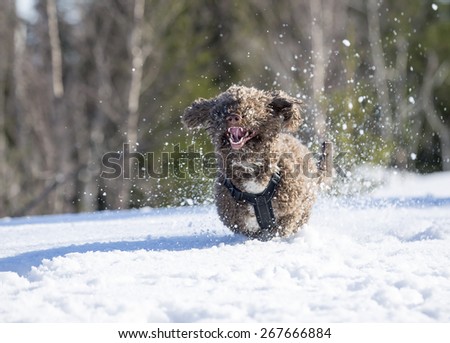 A dog running fast in the deep snow. The breed is a lagotto romagnolo.